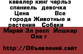  кавалер кинг чарльз спаниель -девочка › Цена ­ 45 000 - Все города Животные и растения » Собаки   . Марий Эл респ.,Йошкар-Ола г.